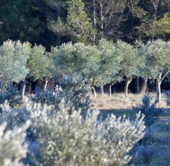 Отель Les Cabanons Sainte Victoire Экстерьер фото
